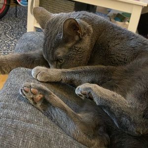 Meet your Posher, Samantha